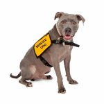Service Dogs and Therapy Dogs: Do You Know The Difference?