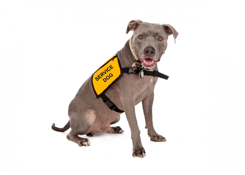 Service Dogs and Therapy Dogs: Do You Know The Difference?